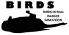 Birds in Real Danger Saskatoon